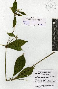 Alternanthera lanceolata image