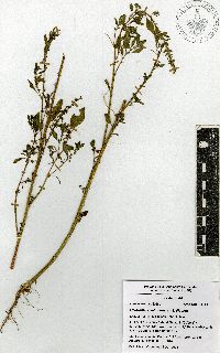 Amaranthus chihuahuensis image