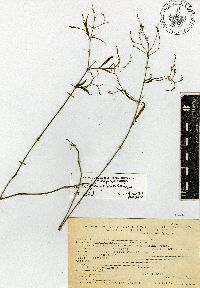 Carlowrightia pectinata image