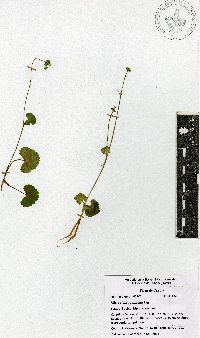 Image of Micropleura renifolia