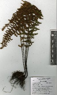 Notholaena galeottii image