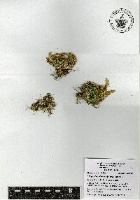 Selaginella pallescens image