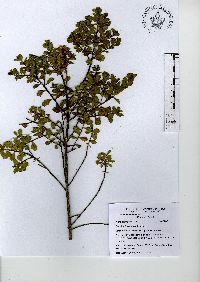 Baccharis conferta image