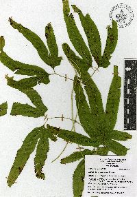 Lygodium heterodoxum image