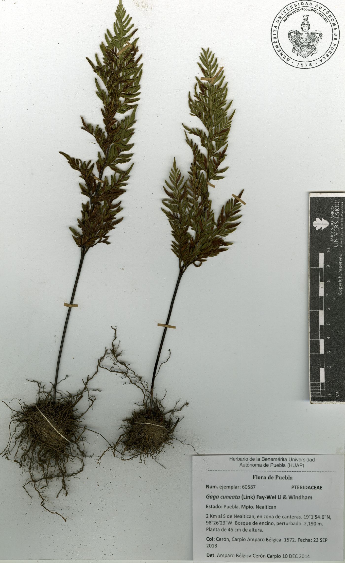 Gaga cuneata image