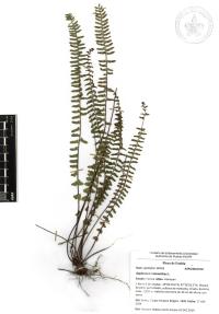 Asplenium monanthes image