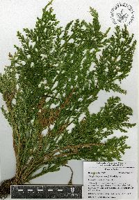 Selaginella pallescens image