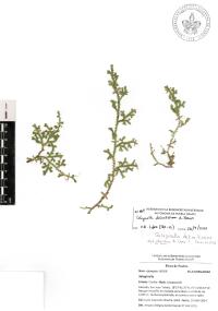 Selaginella delicatissima image