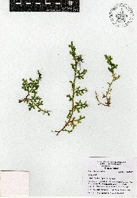 Selaginella delicatissima image