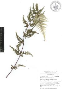 Pityrogramma calomelanos image