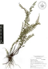 Asplenium monanthes image