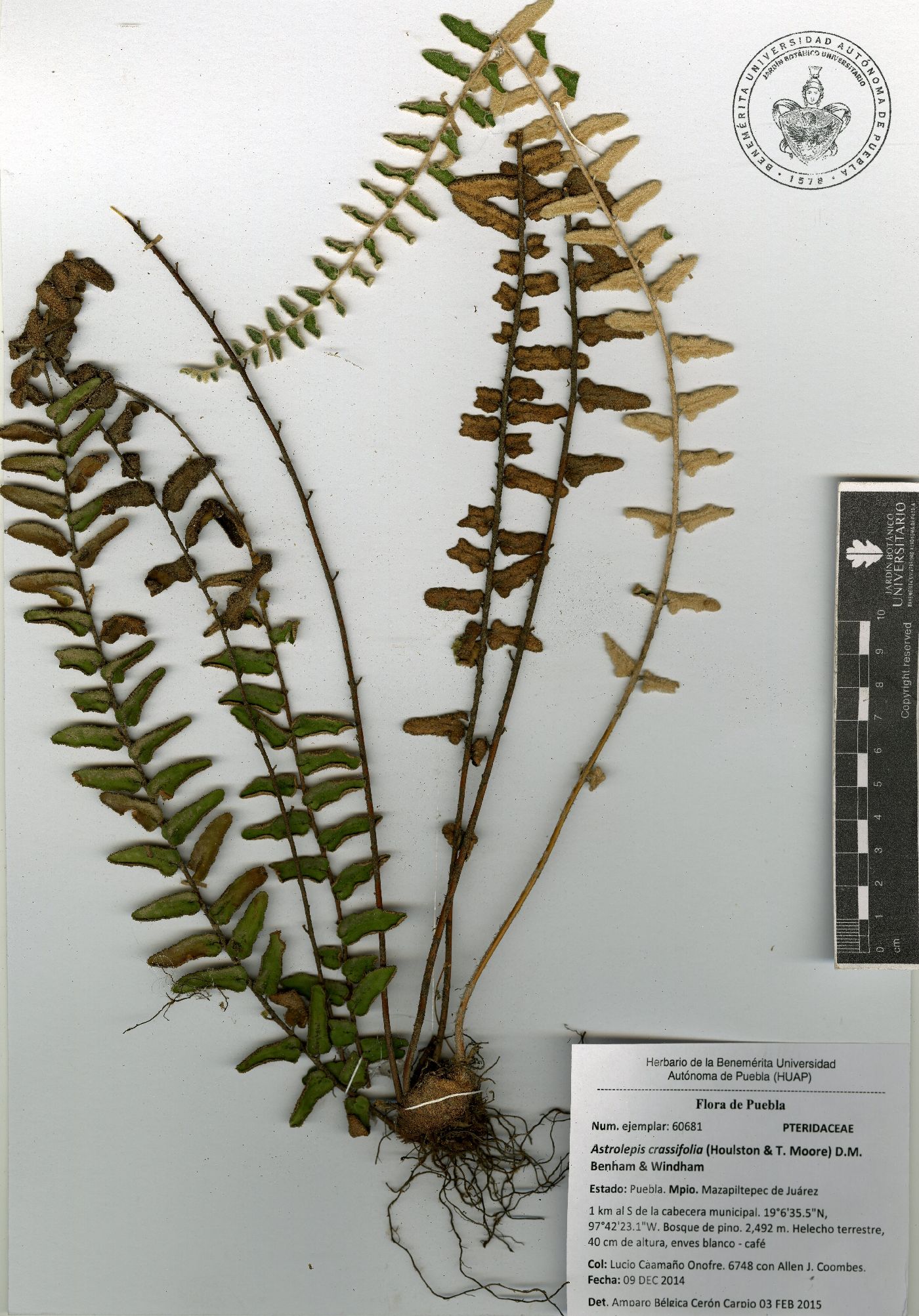 Astrolepis crassifolia image