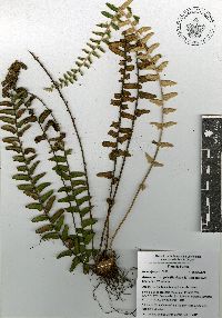 Astrolepis crassifolia image