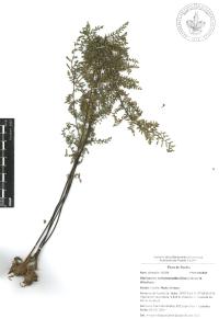 Myriopteris notholaenoides image