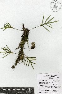 Pleopeltis angusta var. stenoloma image