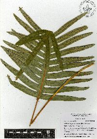 Phlebodium pseudoaureum image