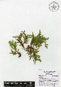 Selaginella stellata image