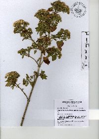 Ageratina petiolaris image