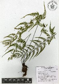 Asplenium cuspidatum image