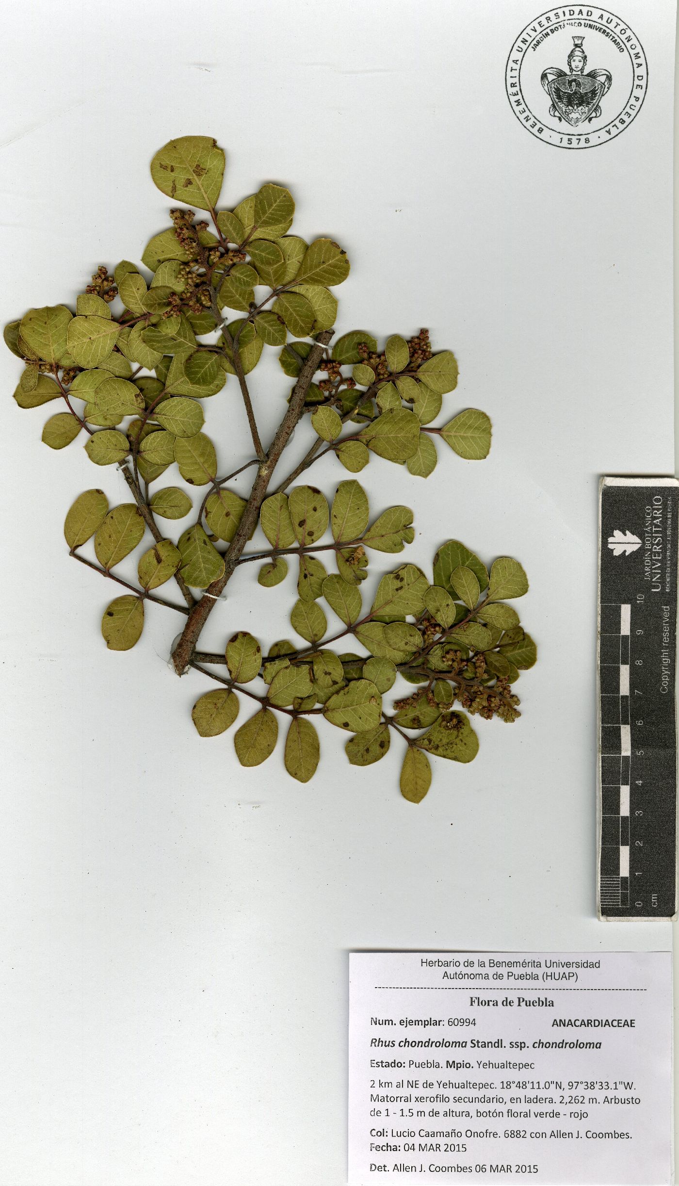 Rhus chondroloma image