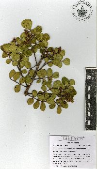 Rhus chondroloma image