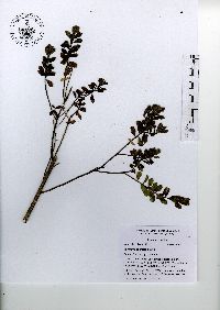 Baccharis conferta image