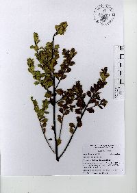 Baccharis conferta image