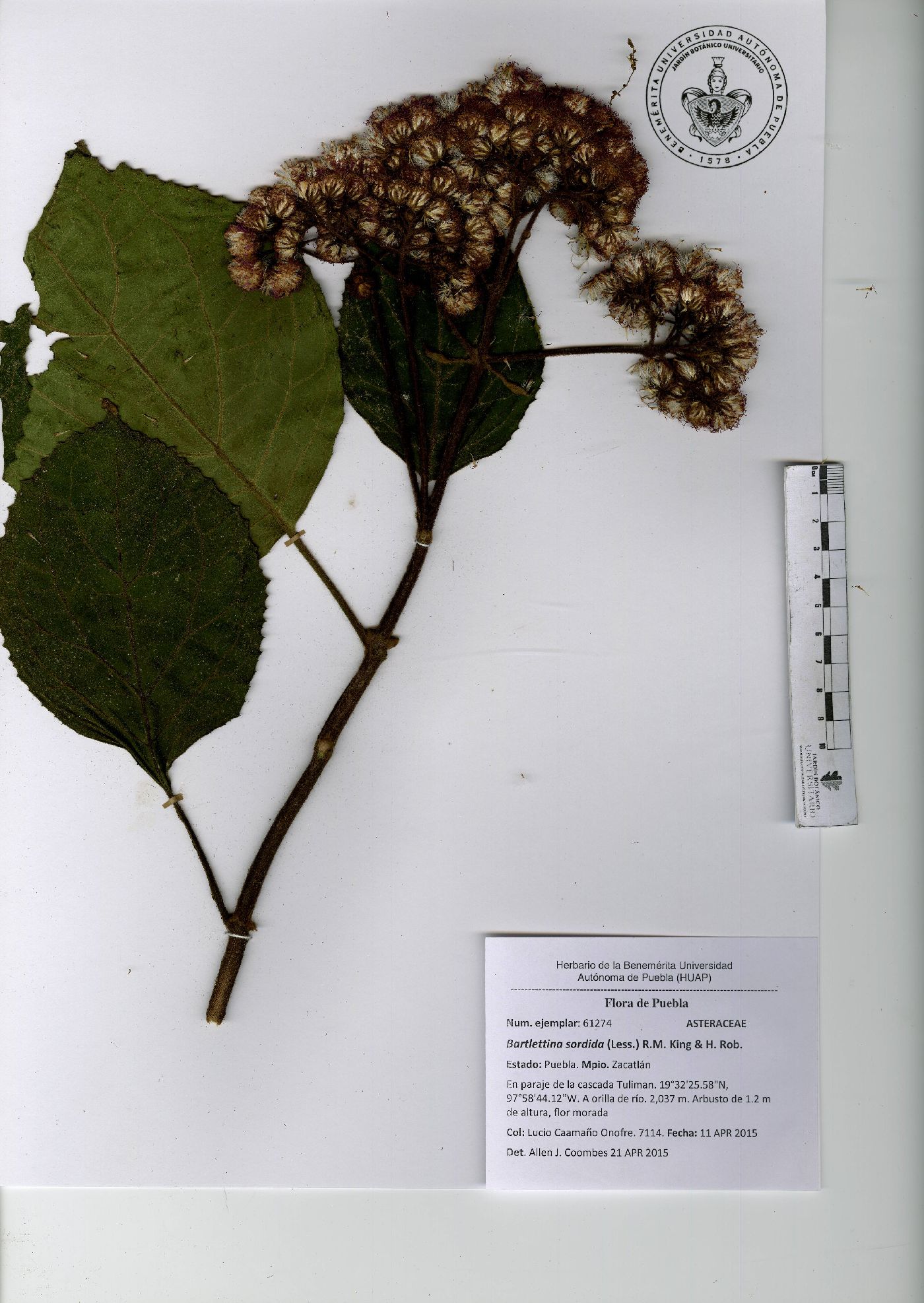 Bartlettina sordida image