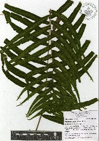 Polypodium subpetiolatum image