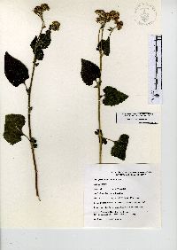 Ageratum houstonianum image