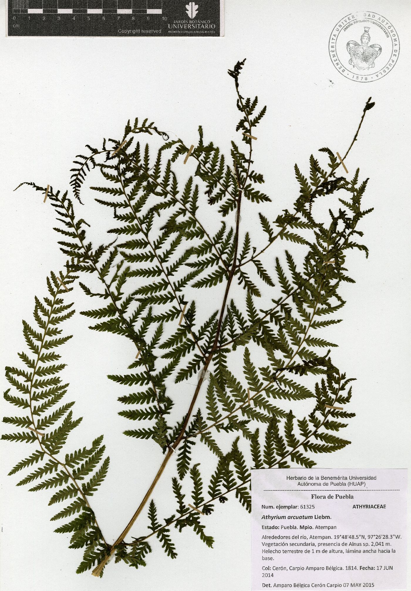 Athyrium arcuatum image