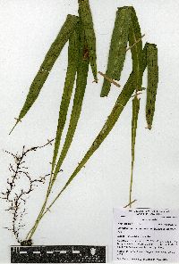 Campyloneurum amphostenon image