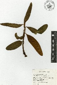 Microgramma nitida image