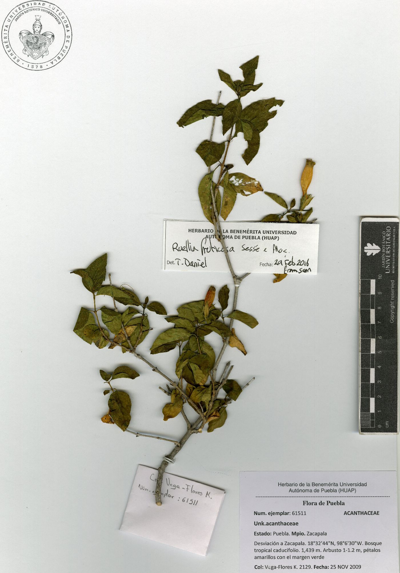 Ruellia fruticosa image