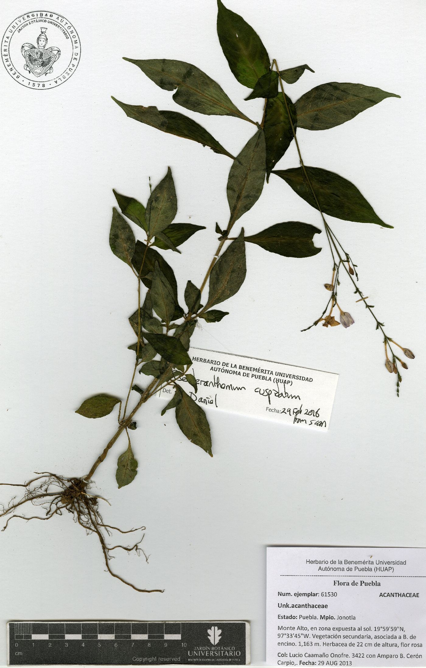 Pseuderanthemum cuspidatum image