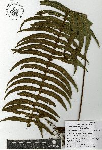Serpocaulon falcaria image