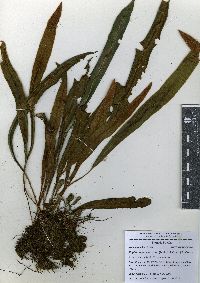 Elaphoglossum vestitum image