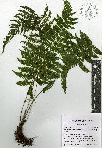 Amauropelta oligocarpa image