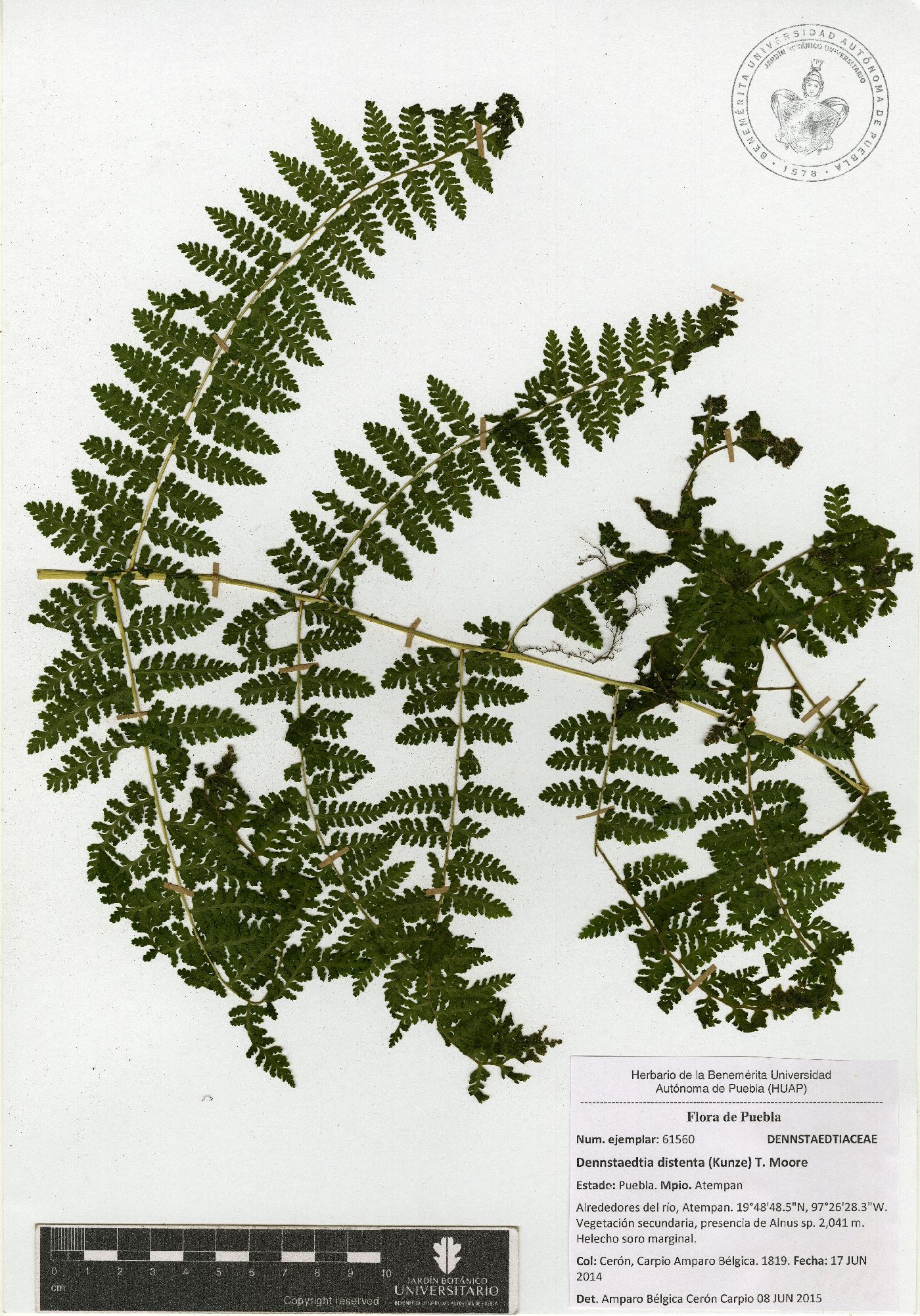 Dennstaedtia distenta image