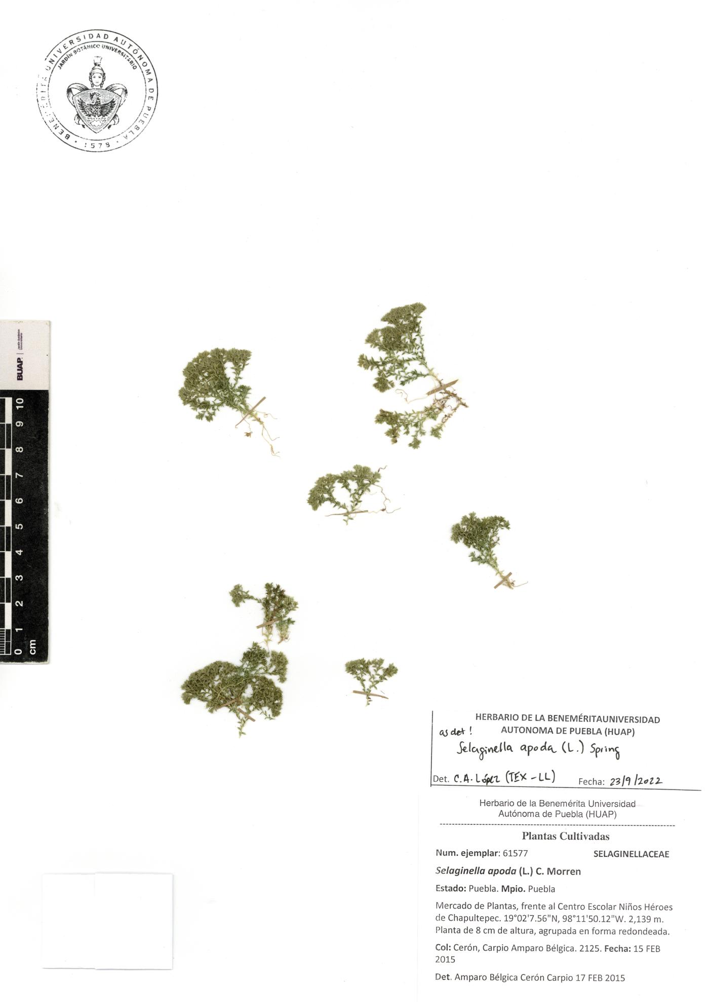 Selaginella apoda image