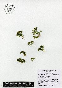 Selaginella apoda image