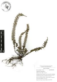 Asplenium monanthes image