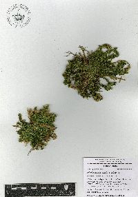 Selaginella pallescens image