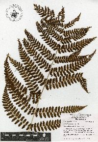 Athyrium arcuatum image