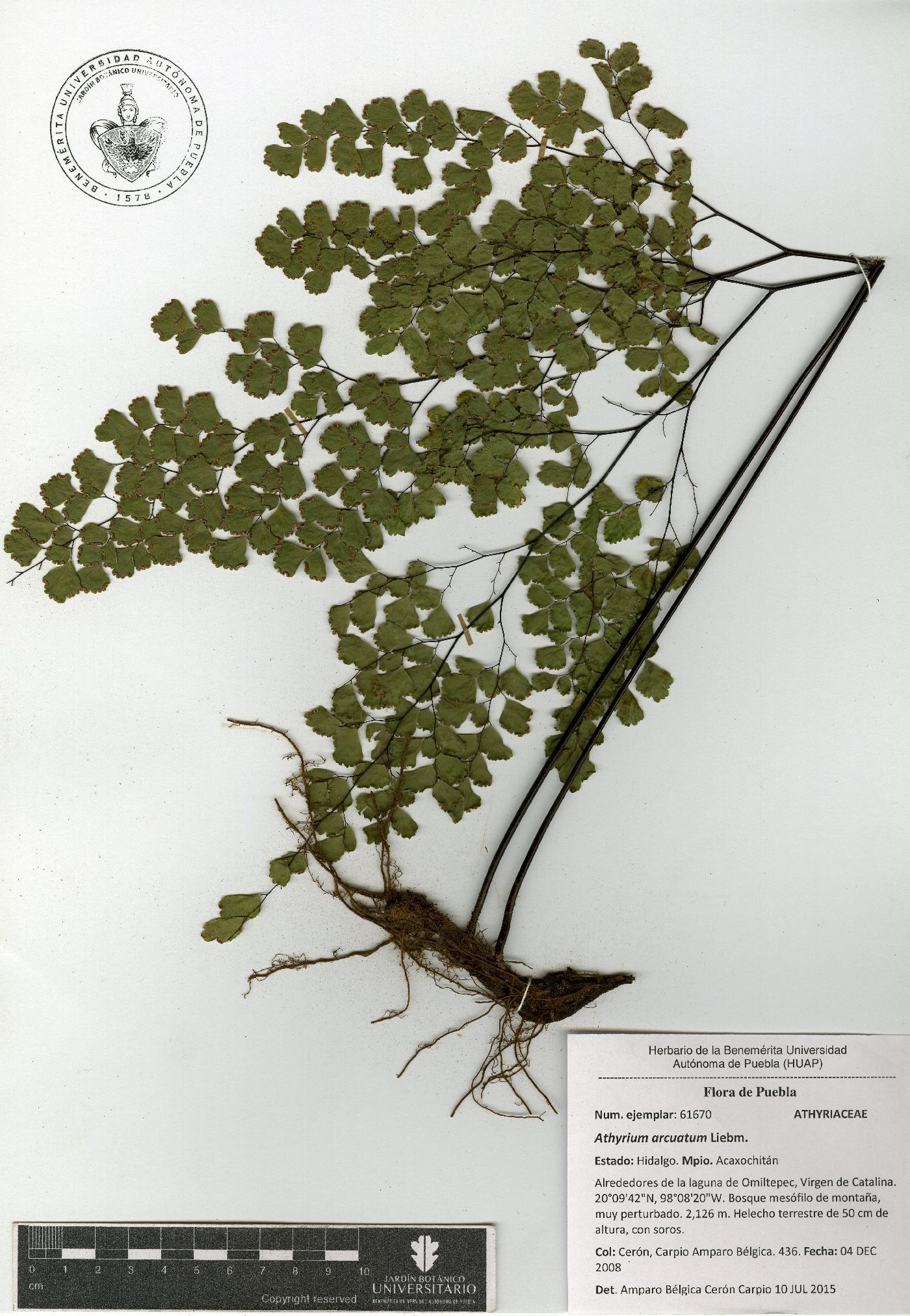 Athyrium arcuatum image
