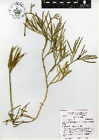 Diphasiastrum thyoides image