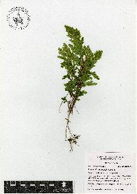 Selaginella stenophylla image