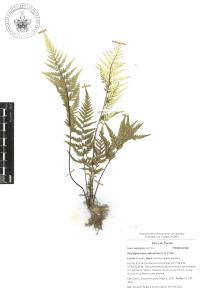 Pityrogramma calomelanos image