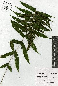 Christella hispidula image