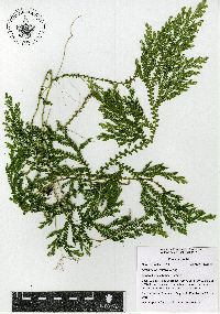 Selaginella stellata image